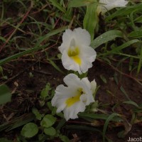 Curcuma oligantha Trimen